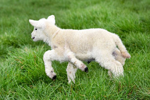 lamb 